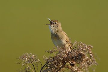 meneerrrrr... Sprinkhaanzanger ( Locustella naevia ) zingt zijn liedje