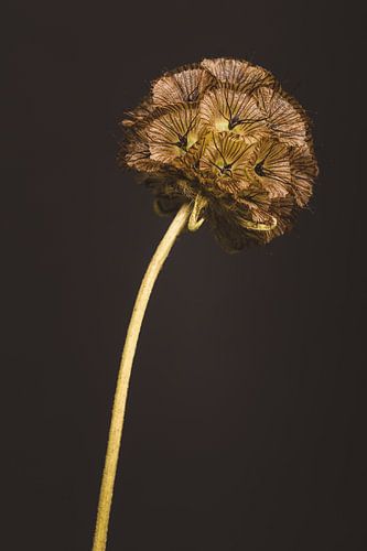 Scabiosa