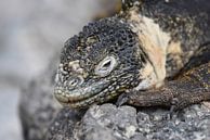 Galápagoslandleguaan (Conolophus subcristatus) par Frank Heinen Aperçu