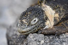 Galápagoslandleguaan (Conolophus subcristatus) by Frank Heinen