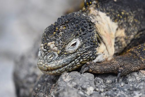 Galápagoslandleguaan (Conolophus subcristatus)