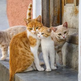 Schattige Kitten Familie van Katho Menden