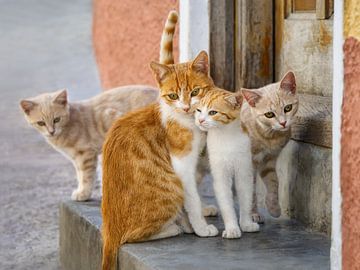 Schattige Kitten Familie van Katho Menden
