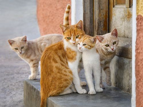 Cute Kitten Family by Katho Menden