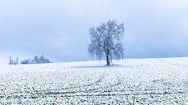 Erzgebirge in Schnee von Reza Shabanpour