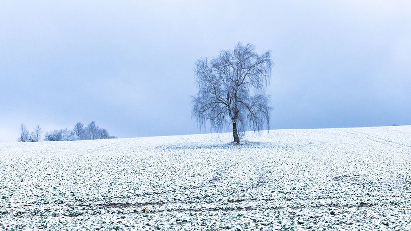 Ore Mountains in snow by Reza Shabanpour
