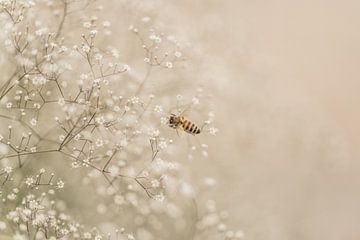 Gypsophile avec abeille sur Gerhard Eisele