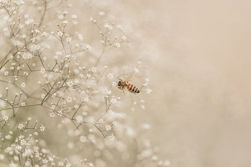Gypsophila met bij