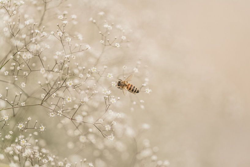 Gypsophila with bee by Gerhard Eisele