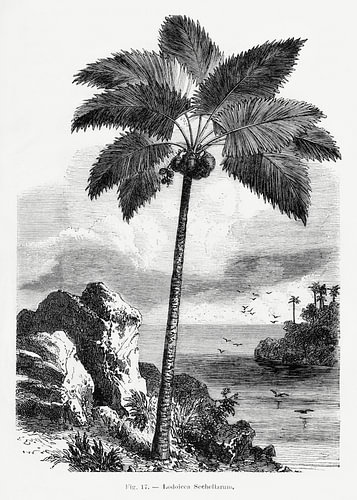 Vintage-Palmenzeichnung I