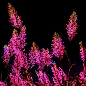 Plumes colorées