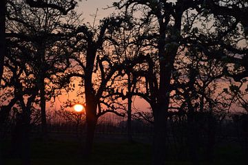 Zonsondergang in de boomgaard van Ingrid de Vos - Boom