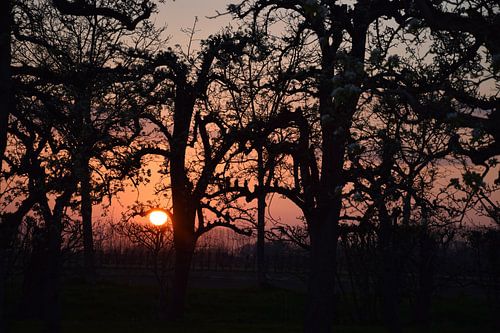 Zonsondergang in de boomgaard