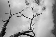 Baumskelett in Schwarzweiß vor wolkenverhangenem Himmel von Fartifos Miniaturansicht