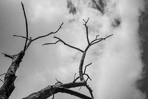 Baumskelett in Schwarzweiß vor wolkenverhangenem Himmel
