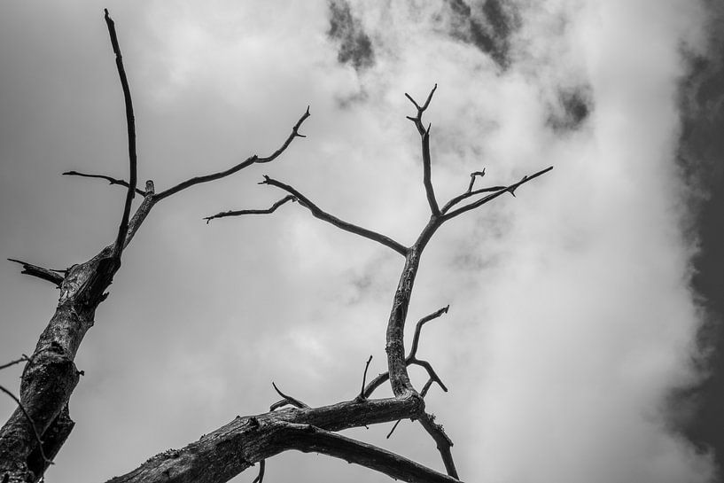 Squelette d'arbre en noir et blanc sur fond de ciel nuageux par Fartifos