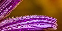 Drops I