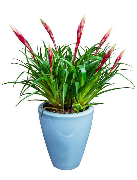 Tillandsia bloem in pot op witte achtergrond van ManfredFotos