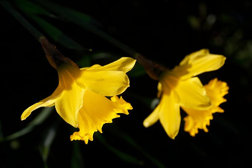 Gelbe Narzissen von Torsten Krüger