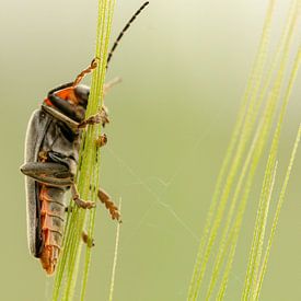 Soldat sur Bianca van Heumen
