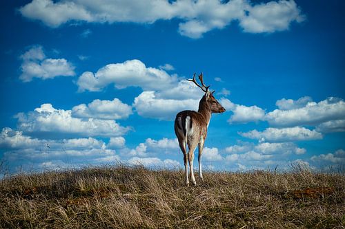 Hert in de Amsterdamse waterleiding duinen