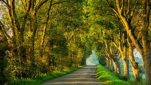 Landweg in ochtendlicht sur Bram van Broekhoven