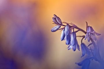 Waldhyazinthen bei Sonnenaufgang von Ellen Driesse