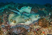 Rays at the bottom of the sea