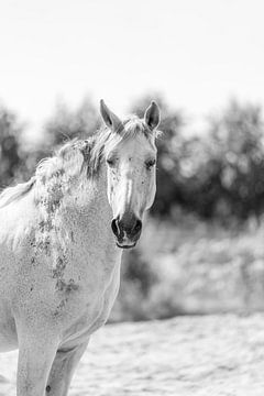 Sereniteit in Zwart-Wit - Het Witte Paard Portret van Femke Ketelaar