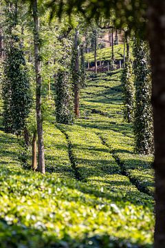Teeplantagen in Munnar, Kerala (Indien)