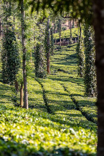 Theeplantages in Munnar, Kerala (India) van Martijn