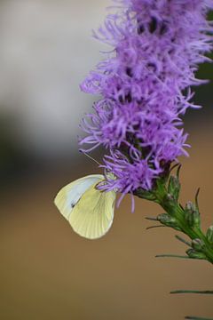 Close-up vlinder op Liatris van Bianca en Patrick Penning