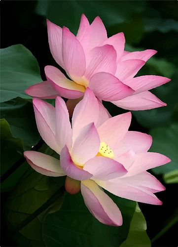 Lotus