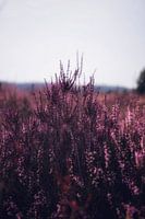 heide