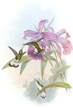 Witstaartige smaragd, John Gould van Hummingbirds