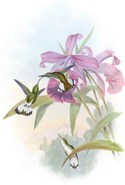 Smaragd mit Weißwedel, John Gould von Hummingbirds