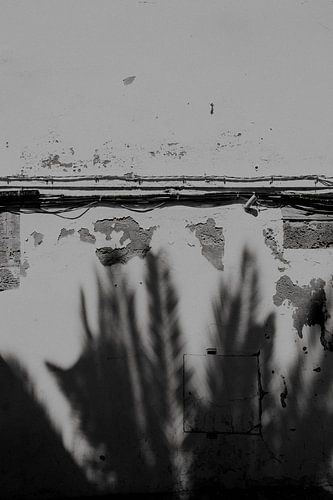 Shade of palm tree on wall in Ibiza Old Town, Dalt Vila