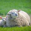 Lente, schapen in de wei! Moeder schaap met lammetje. van Michèle Huge