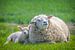 Frühling, Schafe auf der Weide! Mutterschafe mit Lamm. sur Michèle Huge