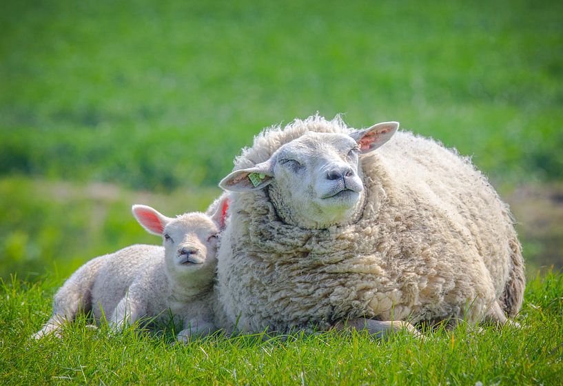 Lente, schapen in de wei! Moeder schaap met lammetje. van Michèle Huge