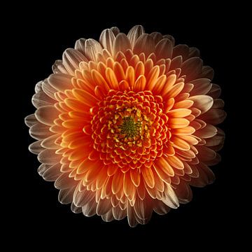 Gerbera von Dick Jeukens