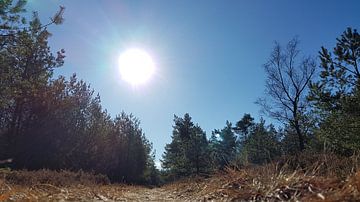 Pad in het bos in de ochtend.