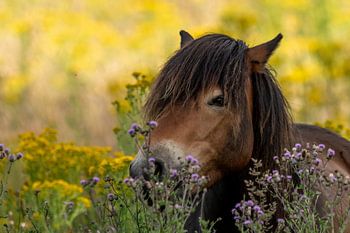 Summer wild horse in Fochterloerveen