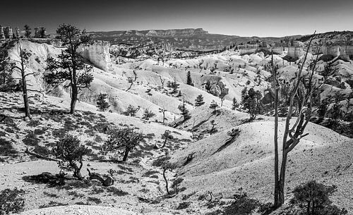 Bryce Canyon in Zwart-Wit