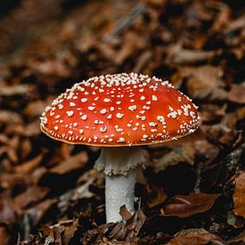 Vliegenzwam - Rood en oranje met witte stippen van Jessica Dillema