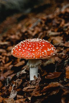Fly agaric - Red and orange with white dots by Jessica Dillema