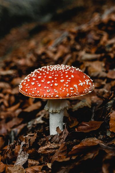 Fliegenpilz