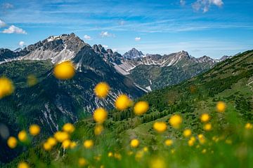Troll flower meadow above the Tannheimer mountains by Leo Schindzielorz