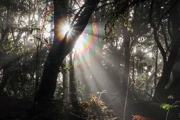 Zonnestralen in het bos bij zonsopkomst van Debby Gelderloos