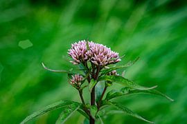 Pink flower